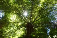 Tongariro Nationalpark, Lake Rotopounamu, Wanderung mit Shalley
