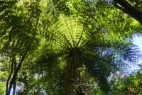 Tongariro Nationalpark, Lake Rotopounamu, Wanderung mit Shalley