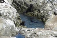 Seebären bei Kaikoura