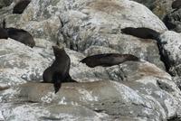 Seebären bei Kaikoura