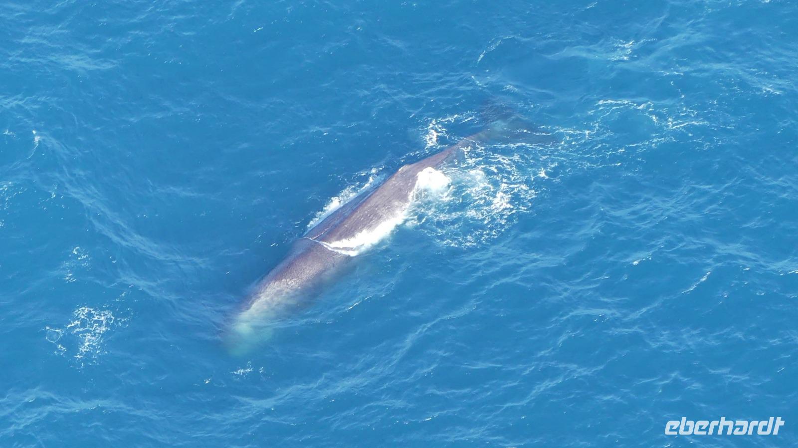 Walbeobachtungfsflug Kaikoura