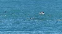 Dusky Delphine bei Kaikoura