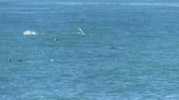 Dusky Delphine bei Kaikoura