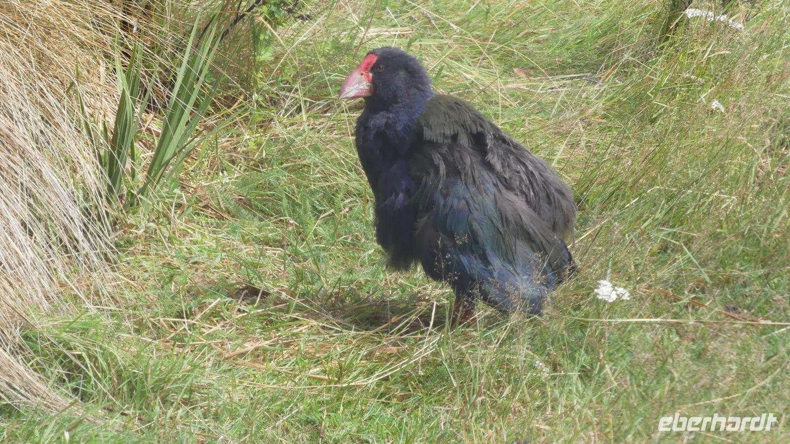 Takahe´