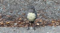 South Island Robin