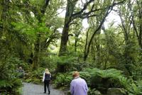 Te Anau - Milford, Wanderweg 