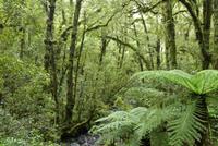 Te Anau - Milford, Wanderweg 