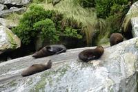 Milford Sound