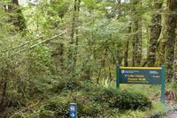 Milford > Te Anau, Wanderweg Lake Gunn