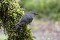 South Island Robin