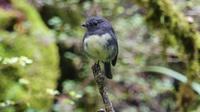South Island Robin