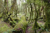Milford > Te Anau, Wanderweg Lake Gunn