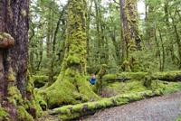 Milford > Te Anau, Wanderweg Lake Gunn