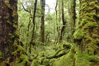 Milford > Te Anau, Wanderweg Lake Gunn