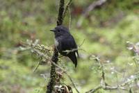 South Island Robin