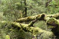 Milford > Te Anau, Wanderweg Lake Gunn