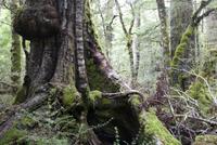 Milford > Te Anau, Wanderweg Lake Gunn