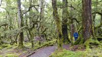 Milford > Te Anau, Wanderweg Lake Gunn