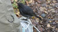 South Island Robin