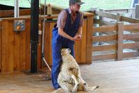 Queenstown, Walter Peak High Country Farm 