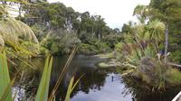 Swamp Forest Wanderweg bei Haast