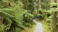 Swamp Forest Wanderweg bei Haast