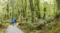 Swamp Forest Wanderweg bei Haast