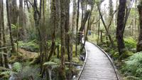 Swamp Forest Wanderweg bei Haast