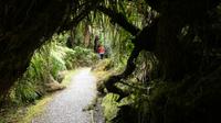 Ship Creek Wanderweg bei Haast