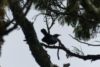 Ship Creek Wanderweg bei Haast