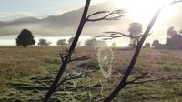Morgenstimmung am Cafe´ Lake Matheson