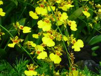 Sightseeing Singapur - Orchideen Garten