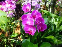 Sightseeing Singapur - Orchideen Garten