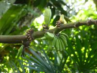 Sightseeing Singapur - Orchideen Garten