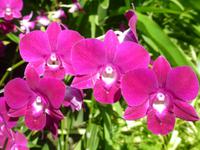 Sightseeing Singapur - Orchideen Garten