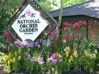 Sightseeing Singapur - Orchideen Garten