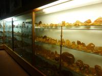 Kauri Museum Matakohe