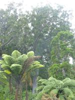 Kauri Wald