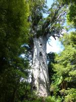 Tane Mahuta
