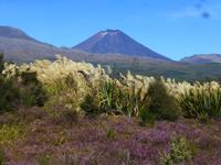 Auf dem Weg nach Whakapapa - Mt. Ruapehu
