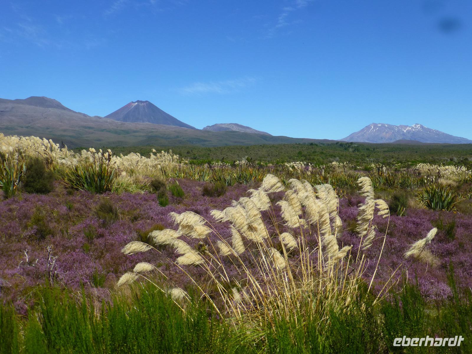 Auf dem Weg nach Whakapapa - Tonagriro Nationalpark