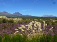 Auf dem Weg nach Whakapapa - Tonagriro Nationalpark