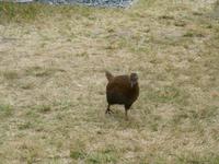 Kapiti Island - Weka