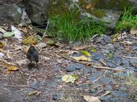 Kapiti Island - Robin
