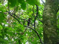 Kapiti Island - Kaka