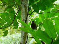 Kapiti Island - Bellbird