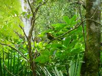 Kapiti Island - Bellbird