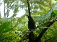 Kapiti Island - Bellbird