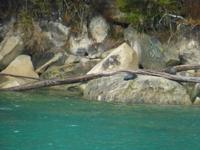 Abel Tasman Nationalpark - Seebären