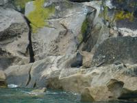 Abel Tasman Nationalpark - Seebären